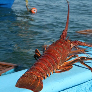 Supporting further improvements in the Mexico red rock lobster fishery