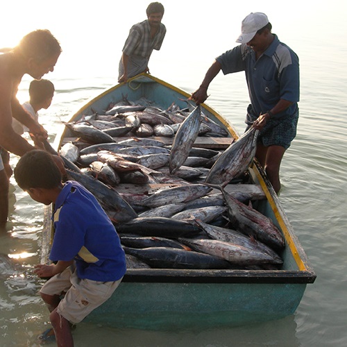 Pourquoi certifier votre pêcherie ?