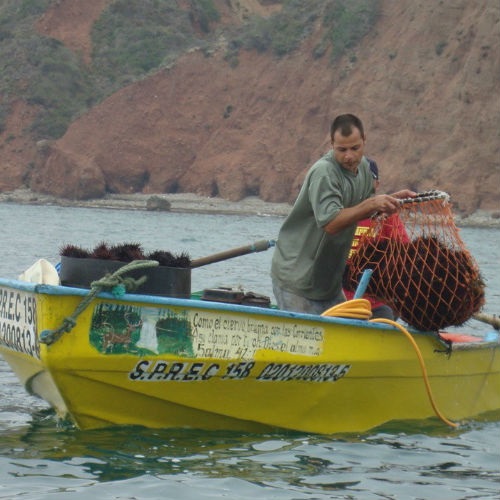 Mexican red sea urchin: maintaining healthy stocks
