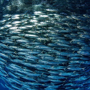 Small Pelagic Fisheries 2021 briefing