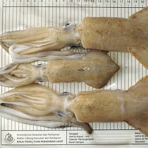 Identifying distinct squid populations in Indonesia
