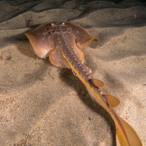 Smartphone app to identify protected species