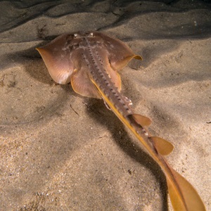 A smartphone app to identify protected species