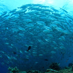 What is sustainable fishing?