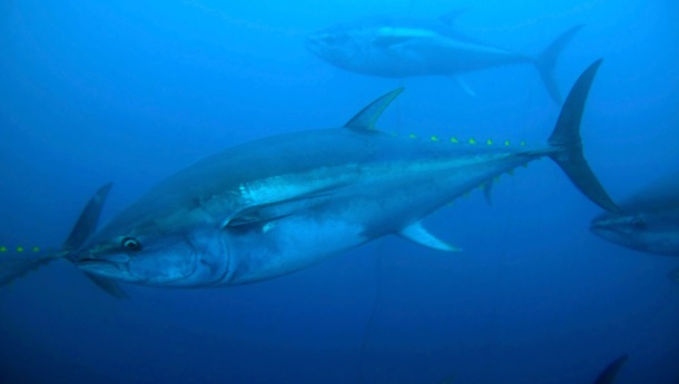 Yellowfin Tuna Longline