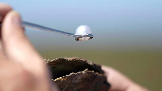 The first sustainable pearl fishery
