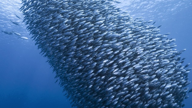 MSC responds to new fisheries stock data from the UN's Food and Agriculture Organisation