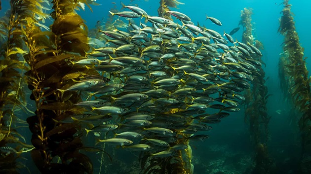 Kahoot quiz: World Ocean Day