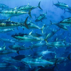 MSC Sustainable Tuna Yearbook 2024