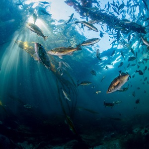 FISHING FOR THE FUTURE