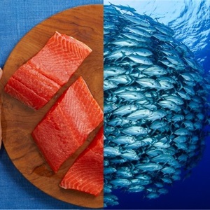 Sustainable Species