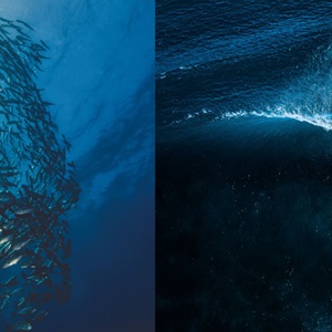 Where to Buy MSC Certified Sustainable Seafood