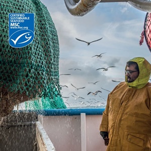 Get the fisheries certification guide