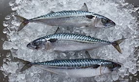Experts discuss the future of North East pelagic fish stocks